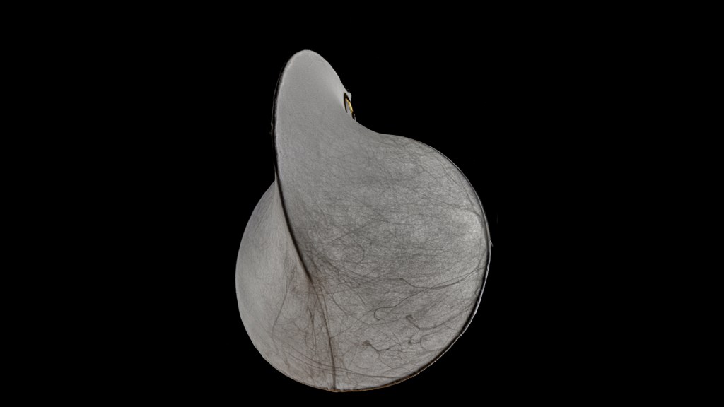 Flos stephan larroque photographe