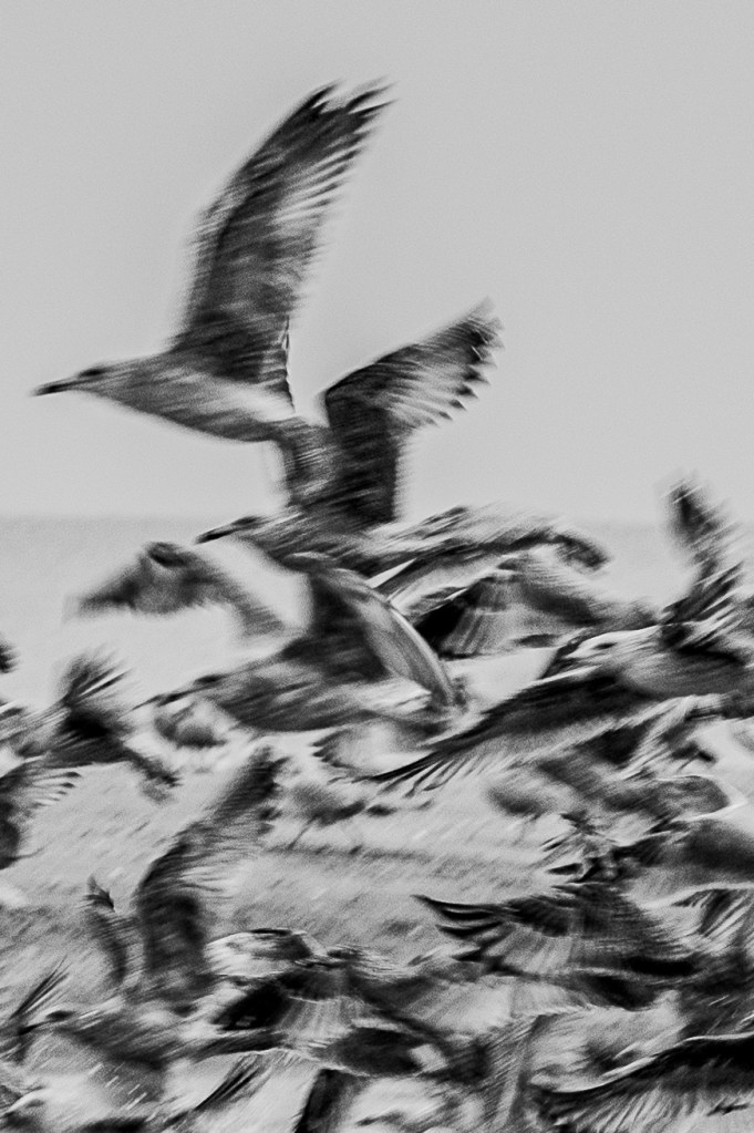 stephane larroque photographe artiste